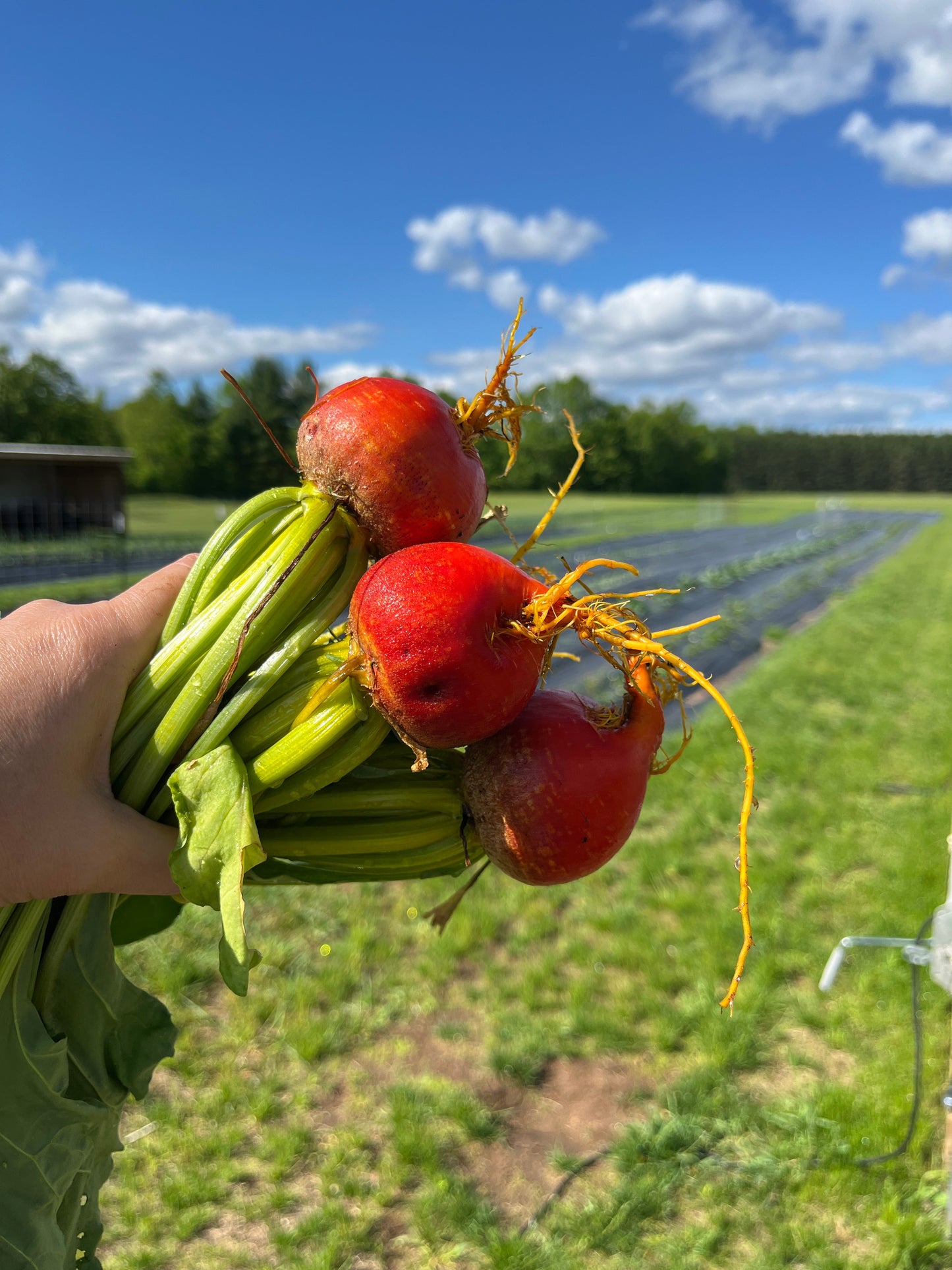 Golden, Beet