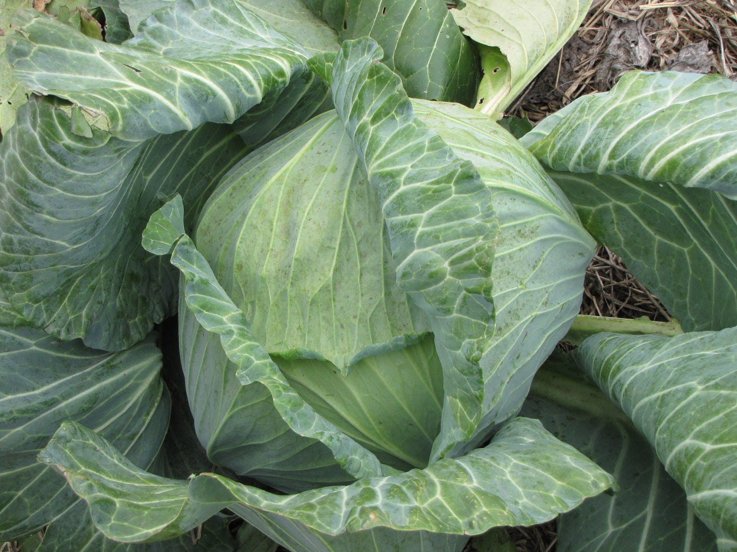 Late Flat Dutch, Cabbage