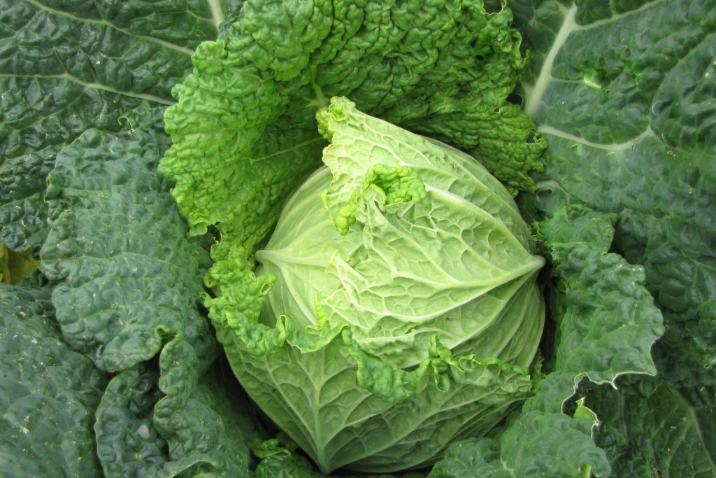 Savoy Perfection, Cabbage