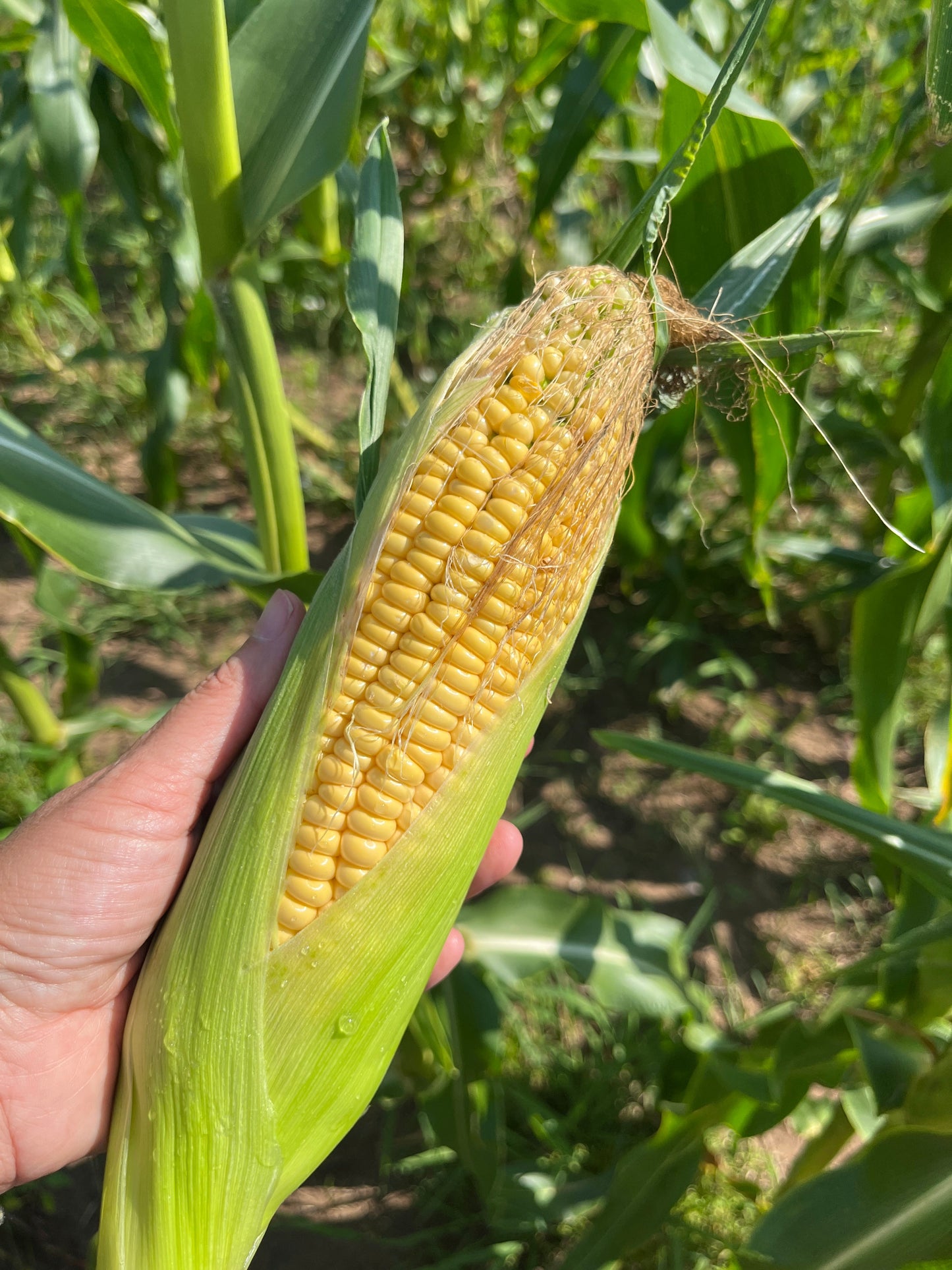 Damaun, Sweet Corn