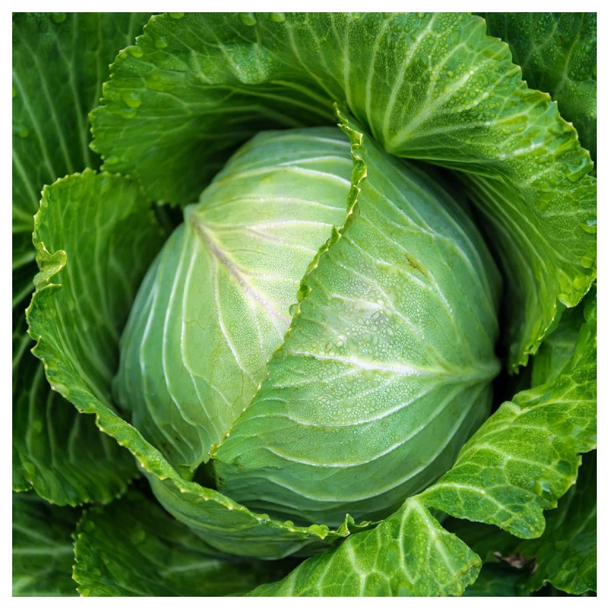 Everwilde Farms - 1 Oz Stonehead F1 Hybrid Cabbage Seeds - Gold Vault Bulk Seed Packet