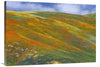 California Poppy Covered Hillside, Spring, Tehachapi Hills Near Gorman, California-Canvas Art-40''X28''