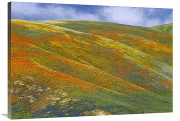 California Poppy Covered Hillside, Spring, Tehachapi Hills Near Gorman, California-Canvas Art-40''X28''