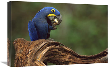 Hyacinth Macaw Eating Piassava Palm Nuts, Cerrado, Brazil-Canvas Art-24''X16''