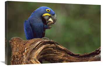 Hyacinth Macaw Eating Piassava Palm Nuts, Cerrado, Brazil-Canvas Art-36''X24''