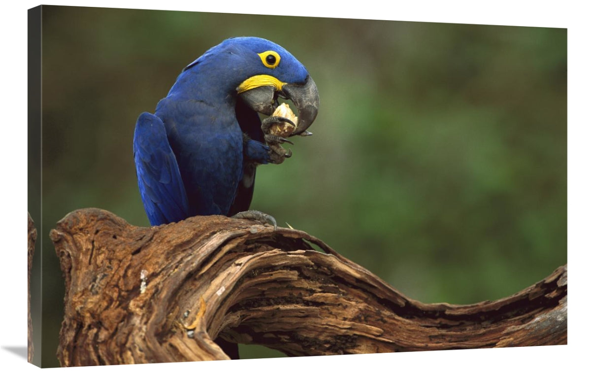 Hyacinth Macaw Eating Piassava Palm Nuts, Cerrado, Brazil-Canvas Art-36''X24''