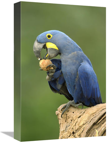 Hyacinth Macaw In Cerrado Habitat Eating Piassava Palm Nuts, Brazil-Canvas Art-12''X18''