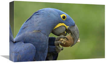 Hyacinth Macaw In Cerrado Habitat Eating Piassava Palm Nuts, Brazil-Canvas Art-18''X12''