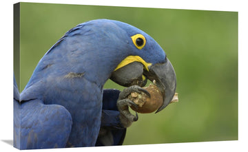Hyacinth Macaw In Cerrado Habitat Eating Piassava Palm Nuts, Brazil-Canvas Art-30''X20''