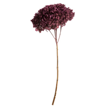 Vickerman Purple Orchid Hydrangea 15" Long Stem, Real Preserved Dried Floral Decor For Wedding, Home Or Everyday Arrangements