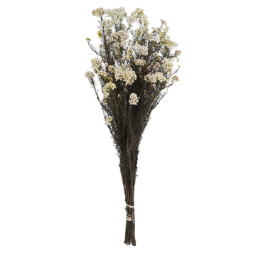 Vickerman 16" Natural White Rice Flower. Comes In A 4.25 Oz Bundle. Preserved
