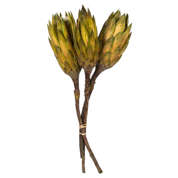 Vickerman 8-12" Basil Repens - Natural Stem - Bulk Case, 180 Pieces, Dried