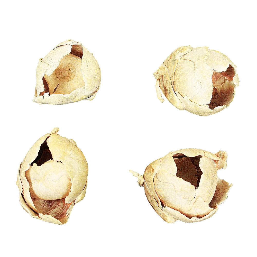 Vickerman 2-3" Bleached Cacho Pod, Bulk Bulk Case, 60 Per Box, Dried