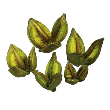 Vickerman 3-4" Light Basil Sora Pod, 250 Pieces Per Bulk Case, Dried
