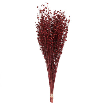Vickerman Natural Botanicals 20-22" Red Dried Flax Linum, 4 Oz. Bunch.