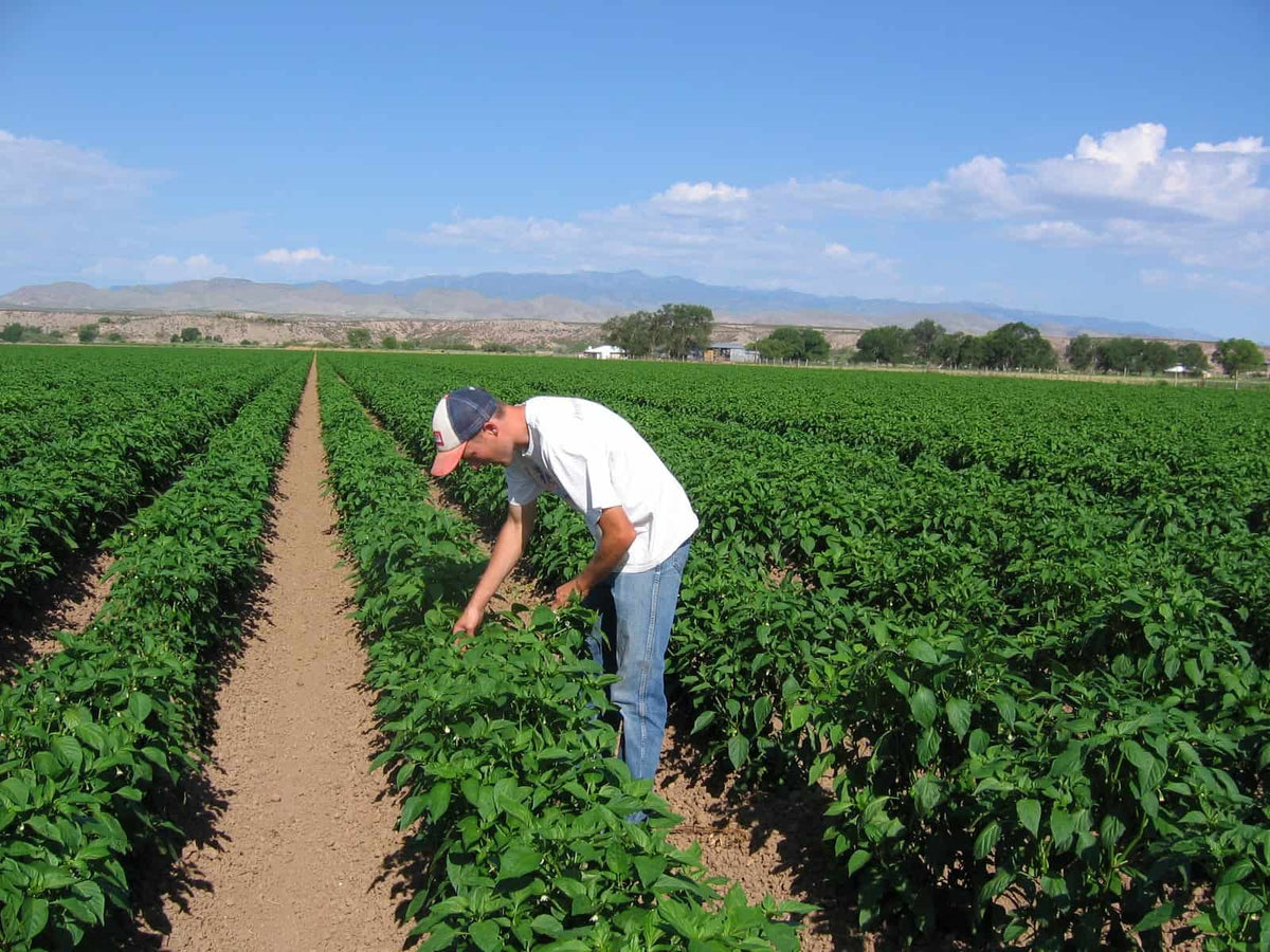 Fresh New Mexico Green Chile, 2026 Harvest, 10 lb Box, Snake Ranch Farms, Choose Your Heat