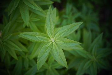 Lemon Verbena, Cut, Sifted