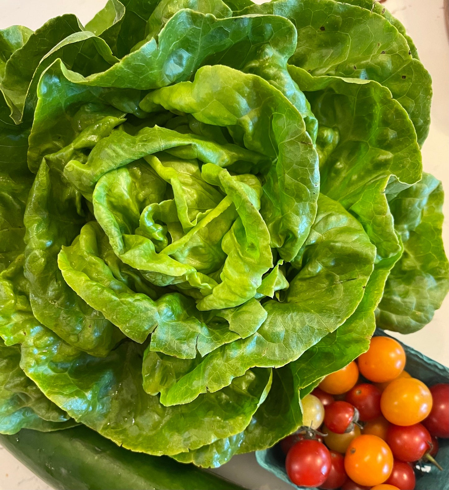 Butterhead Buttercrunch, Lettuce