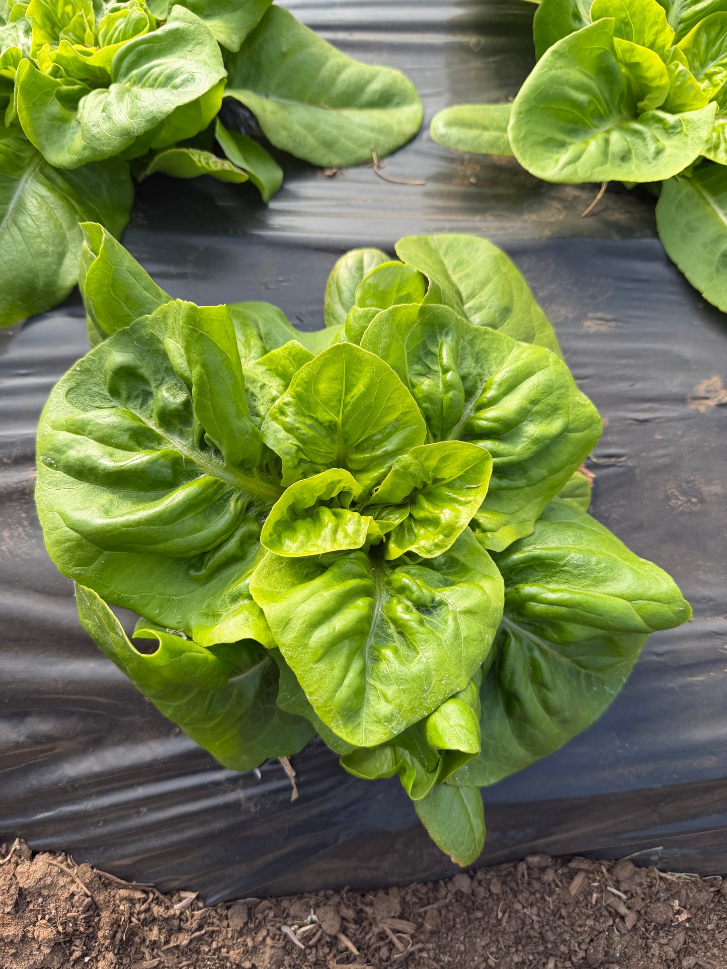 Little Gem Romaine, Lettuce