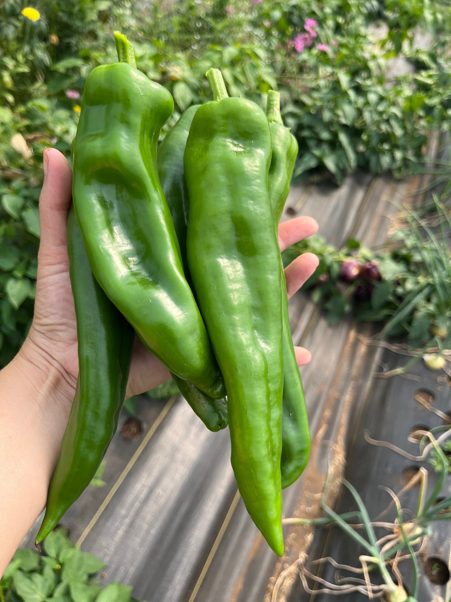 Sonora Mild Chile, Pepper