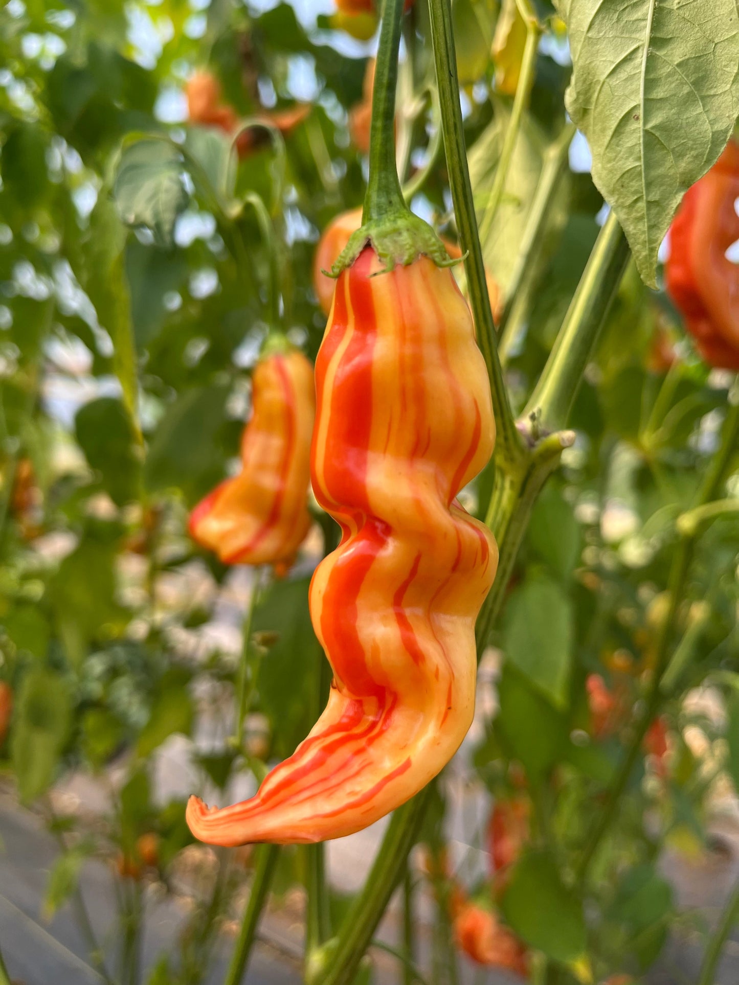 Striped Sugar Rush Peach, Pepper