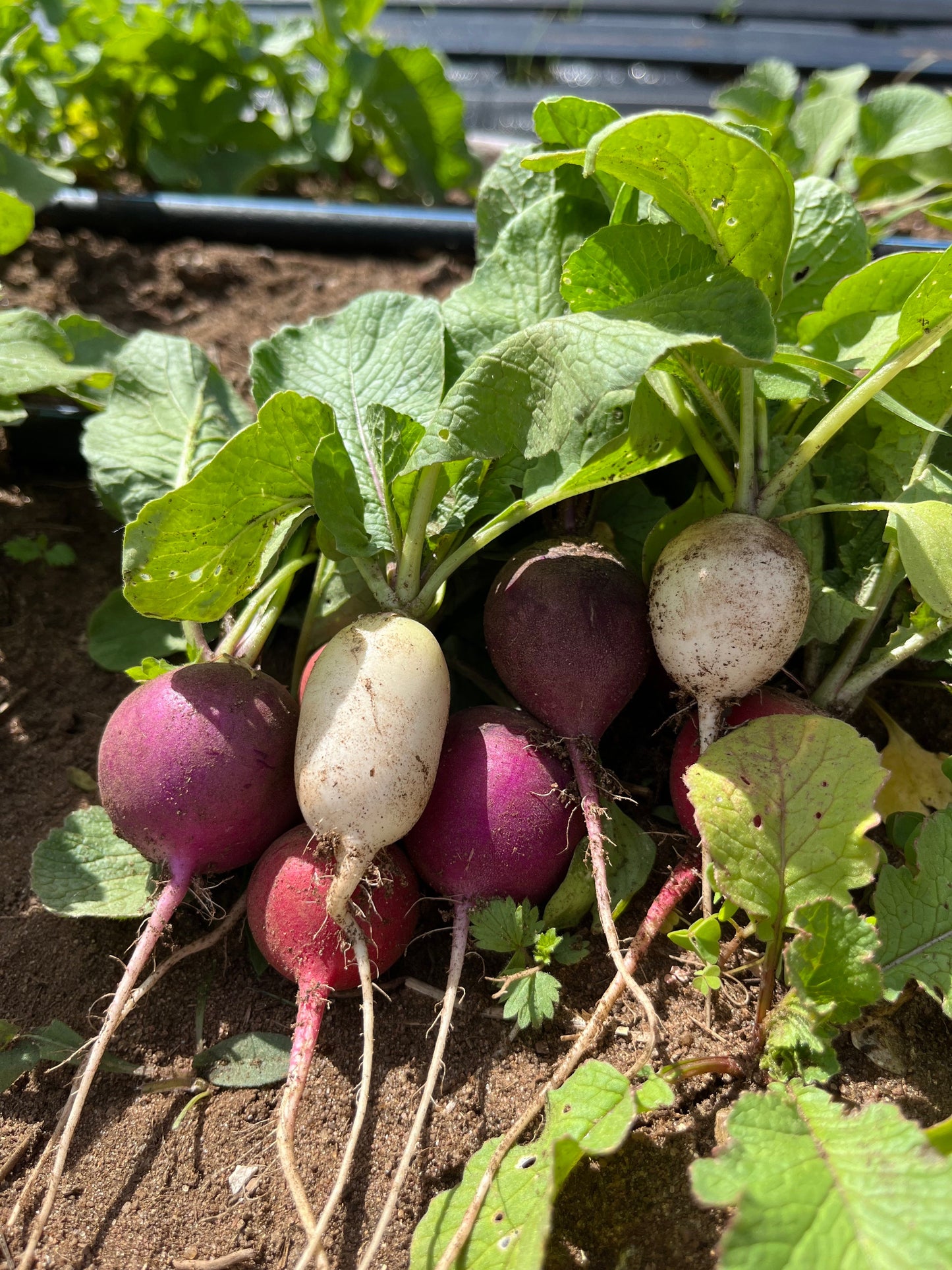 Easter Egg, Radish