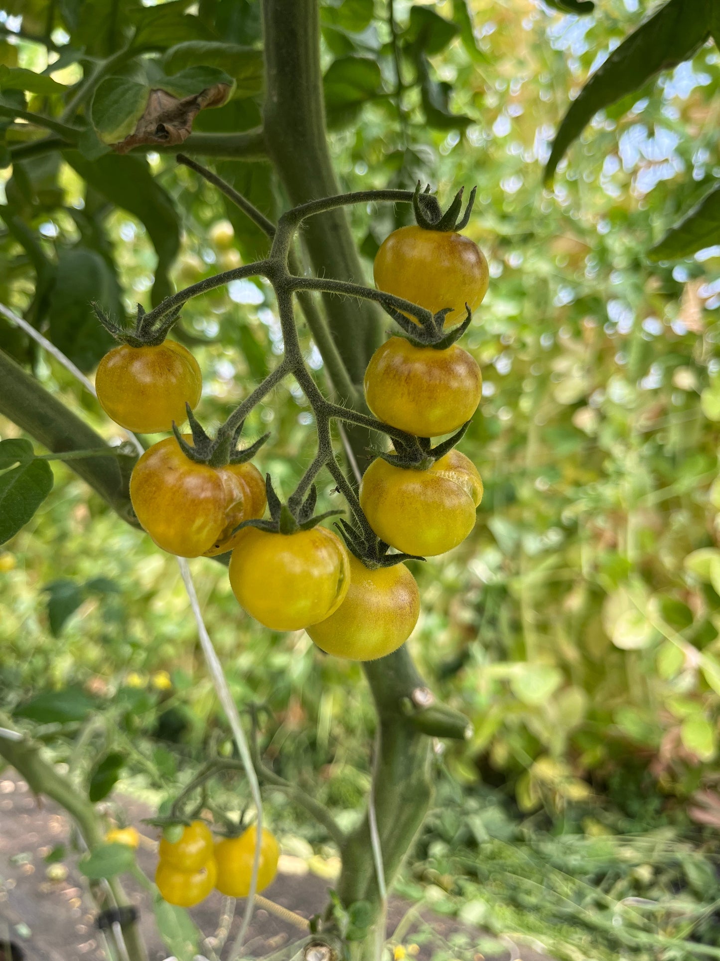 Amethyst Cream, Tomato