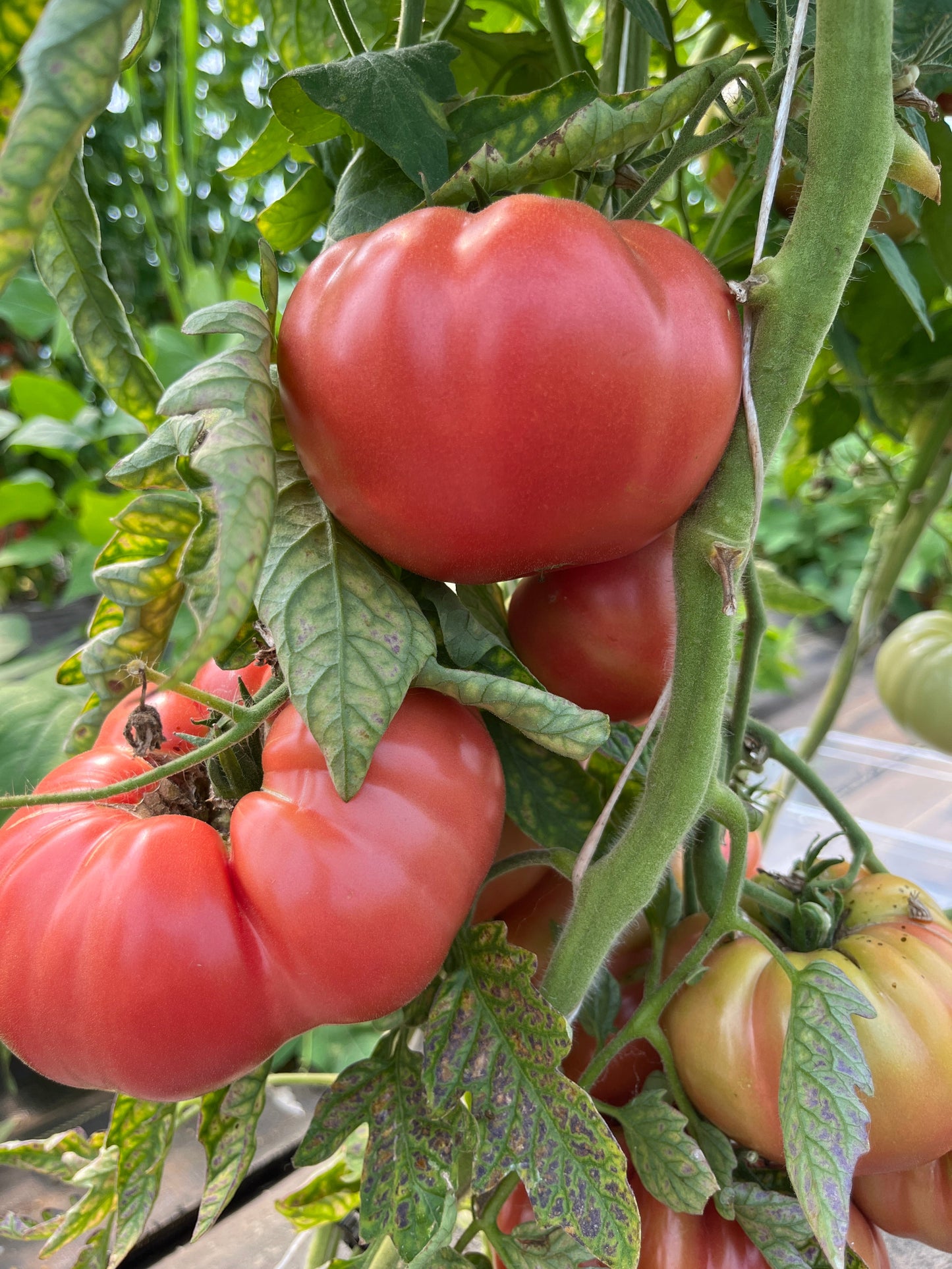 Granny Cantrell, Tomato
