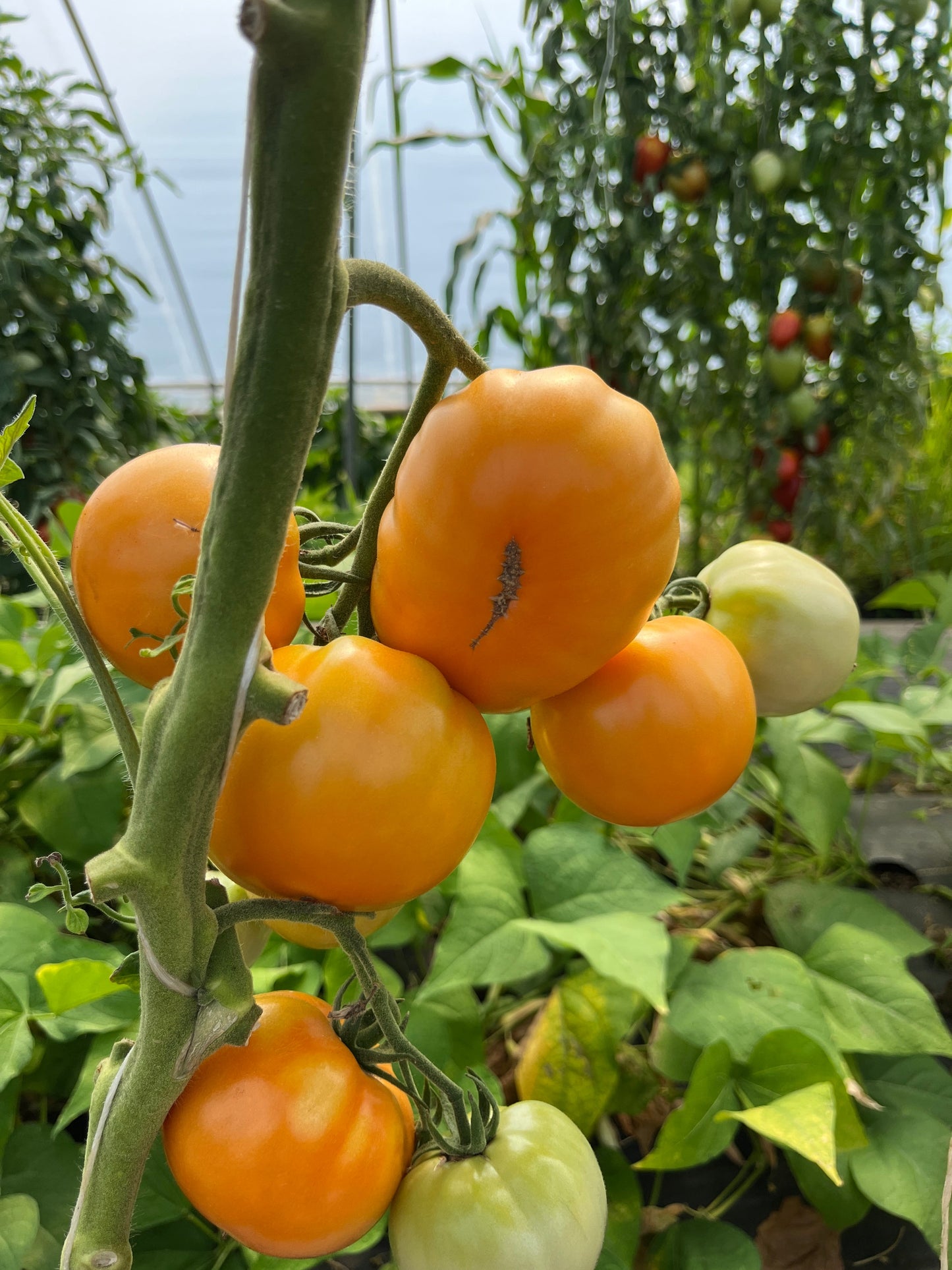 Honey Sugar, Tomato