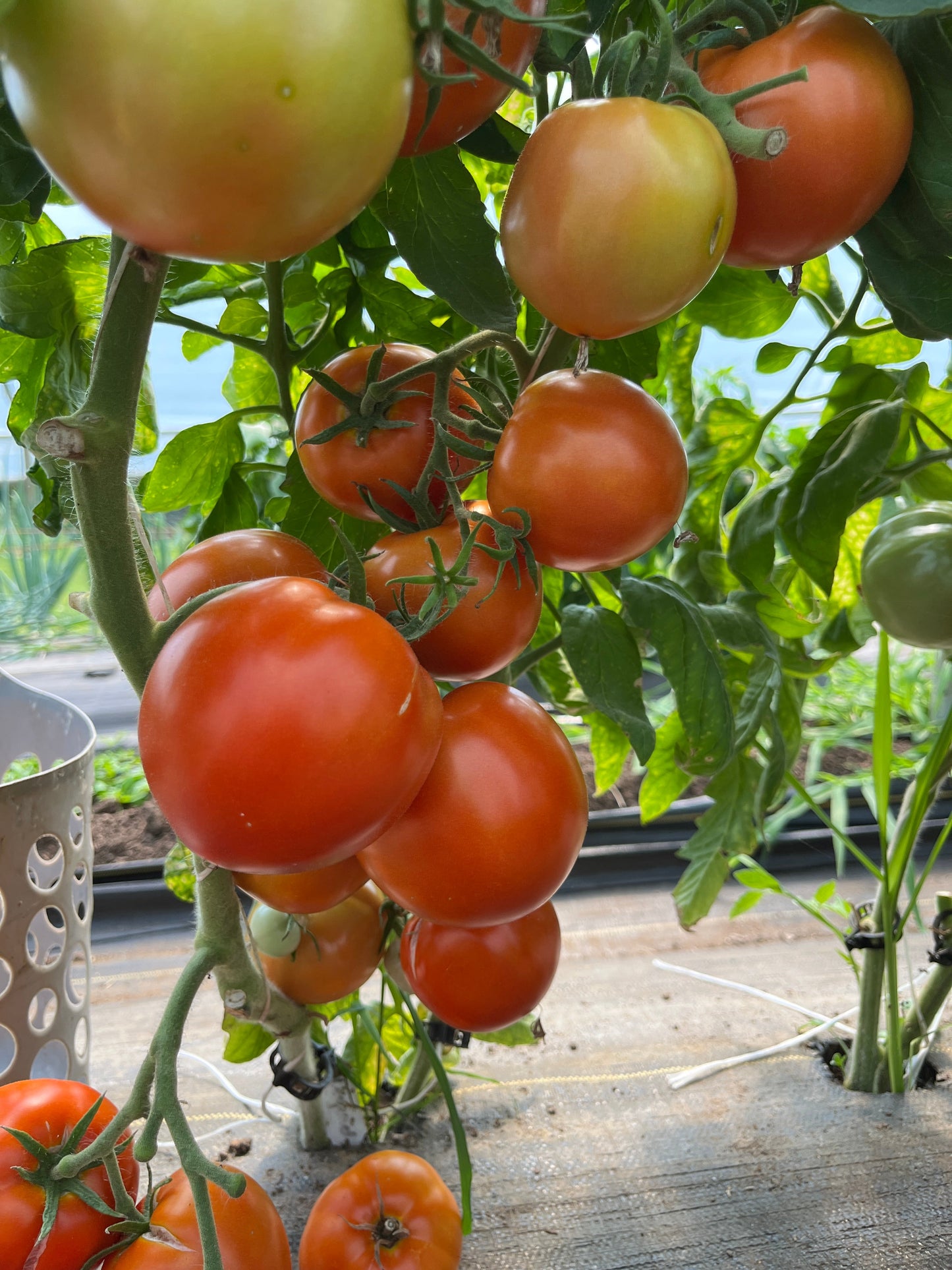Legend, Tomato