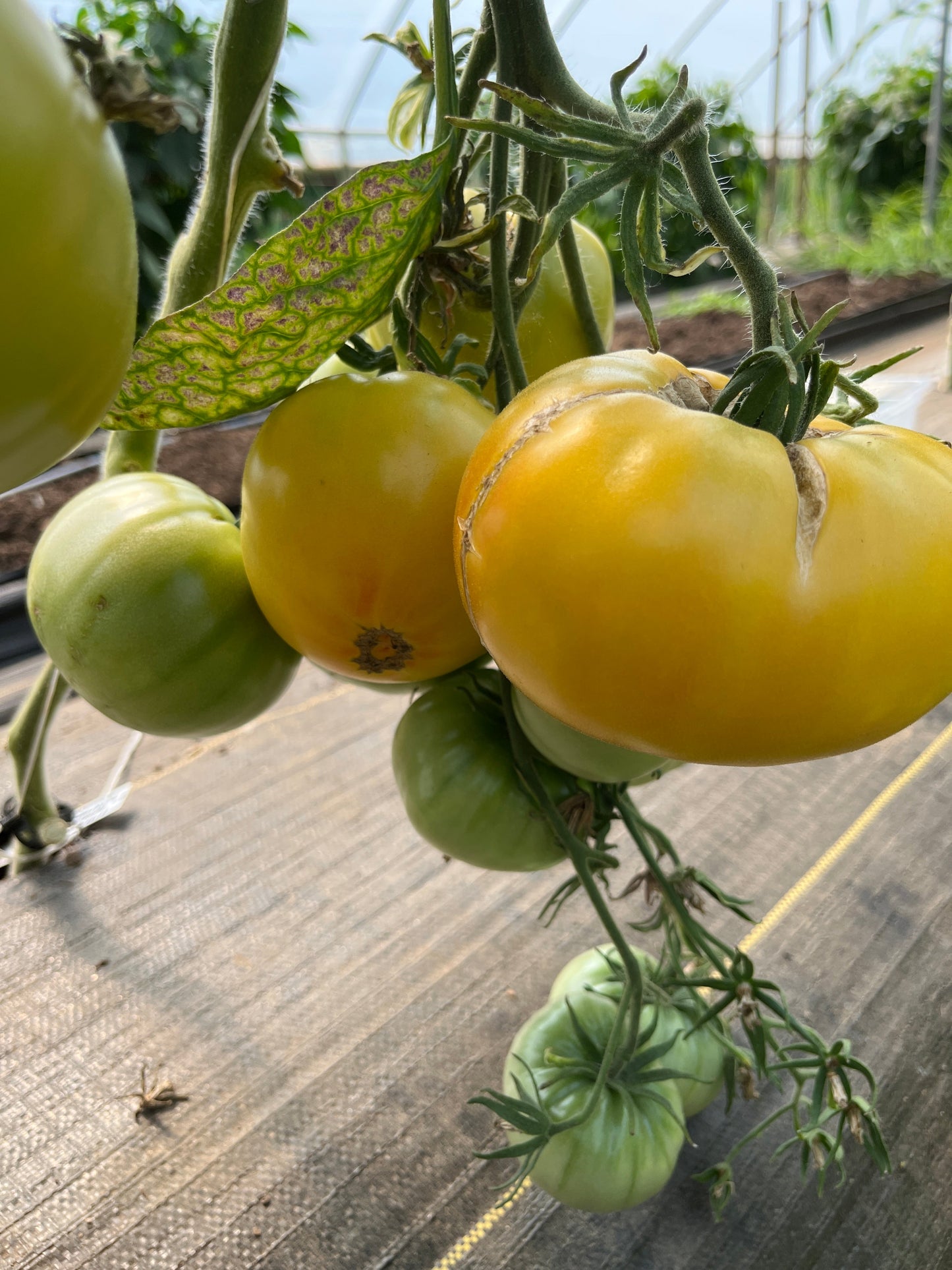 Lillian's Yellow Heirloom, Tomato