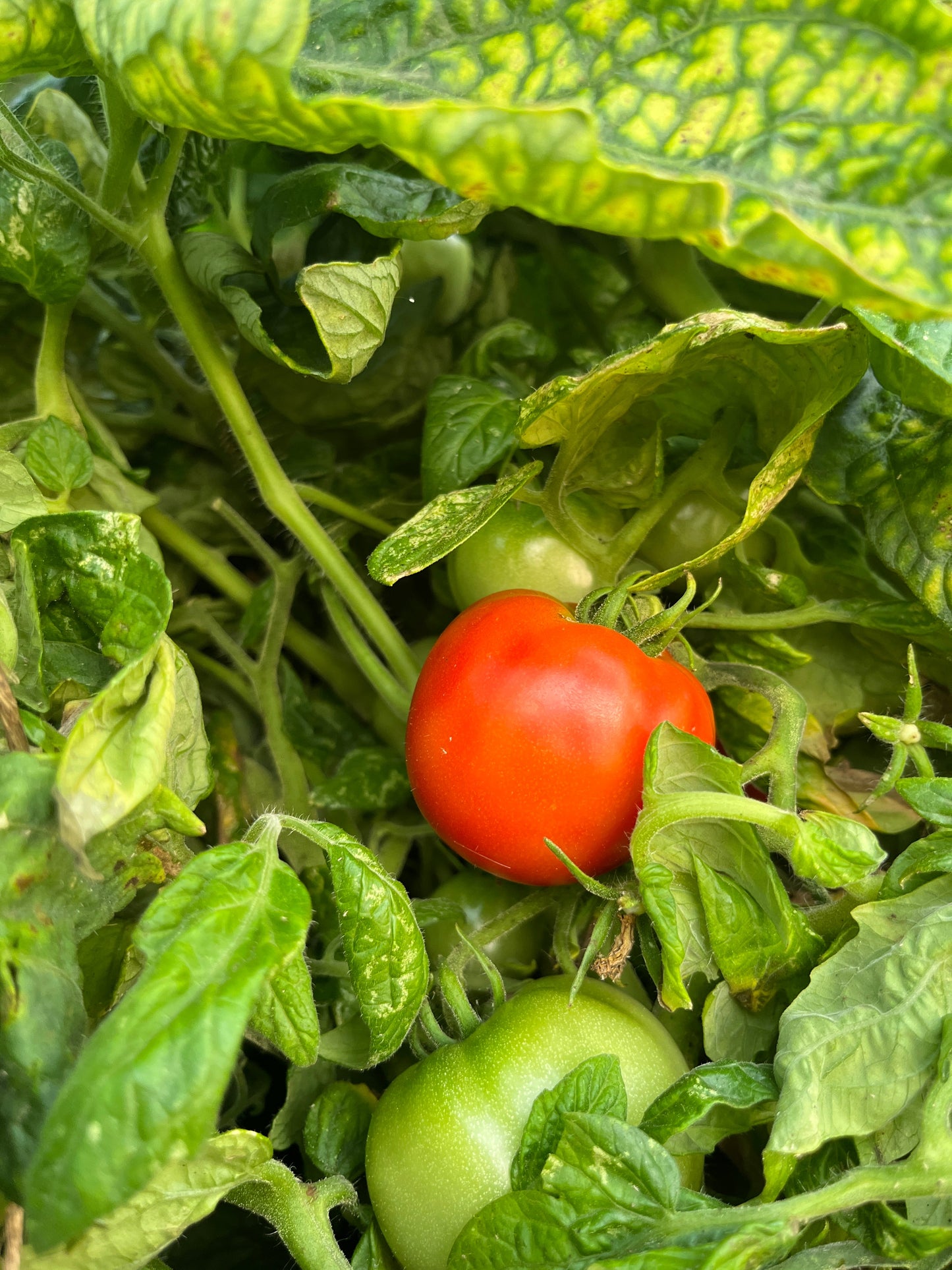 Patio King, Tomato