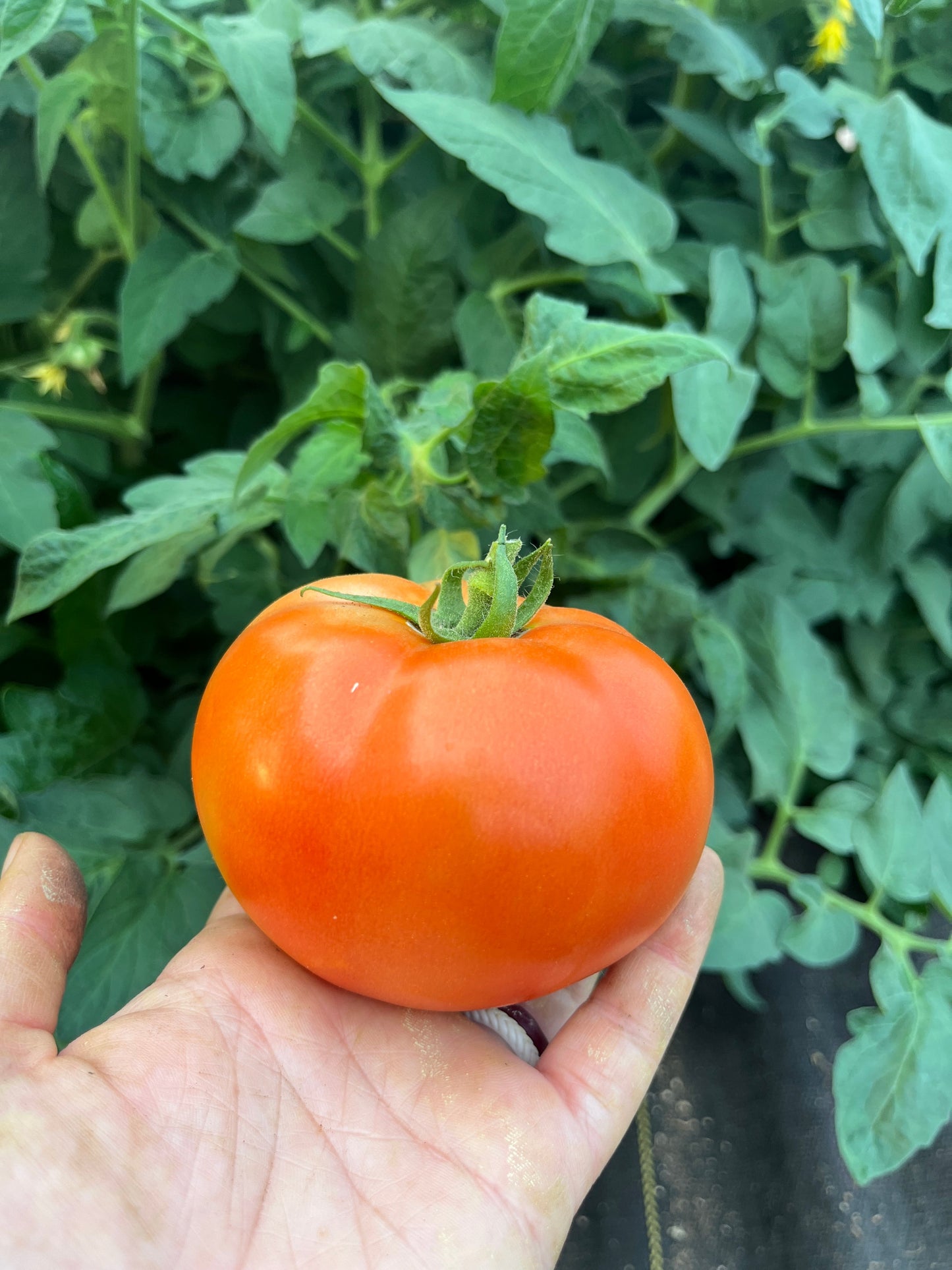 Red Rocket, Tomato