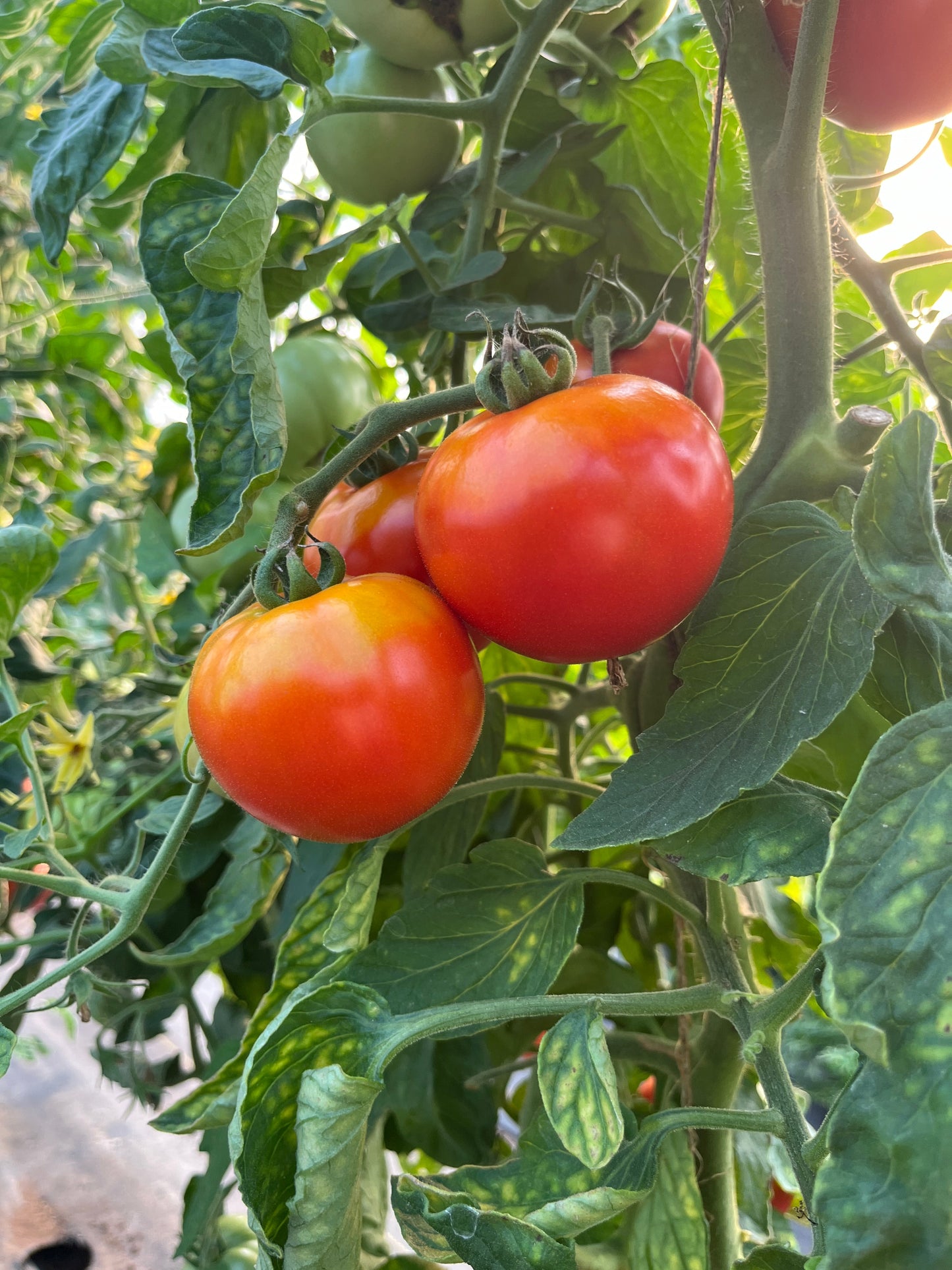 Roza, Tomato
