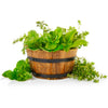 Herb Garden Seeds