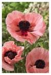 Oriental Poppy Salmon Variety Flowers-Paper Art-14''X20''