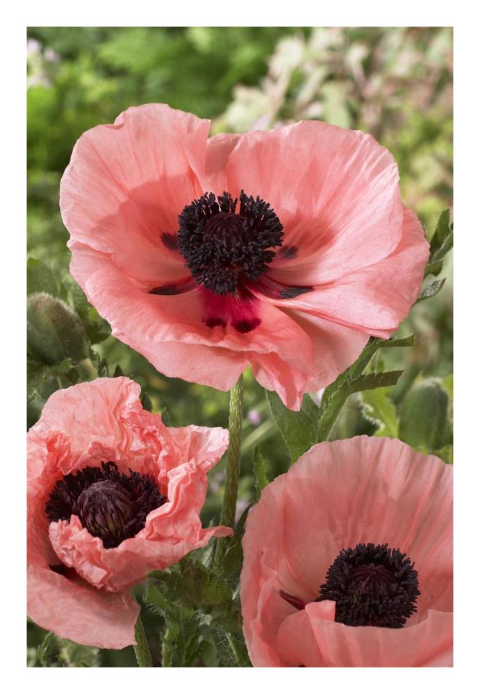 Oriental Poppy Salmon Variety Flowers-Paper Art-18''X26''