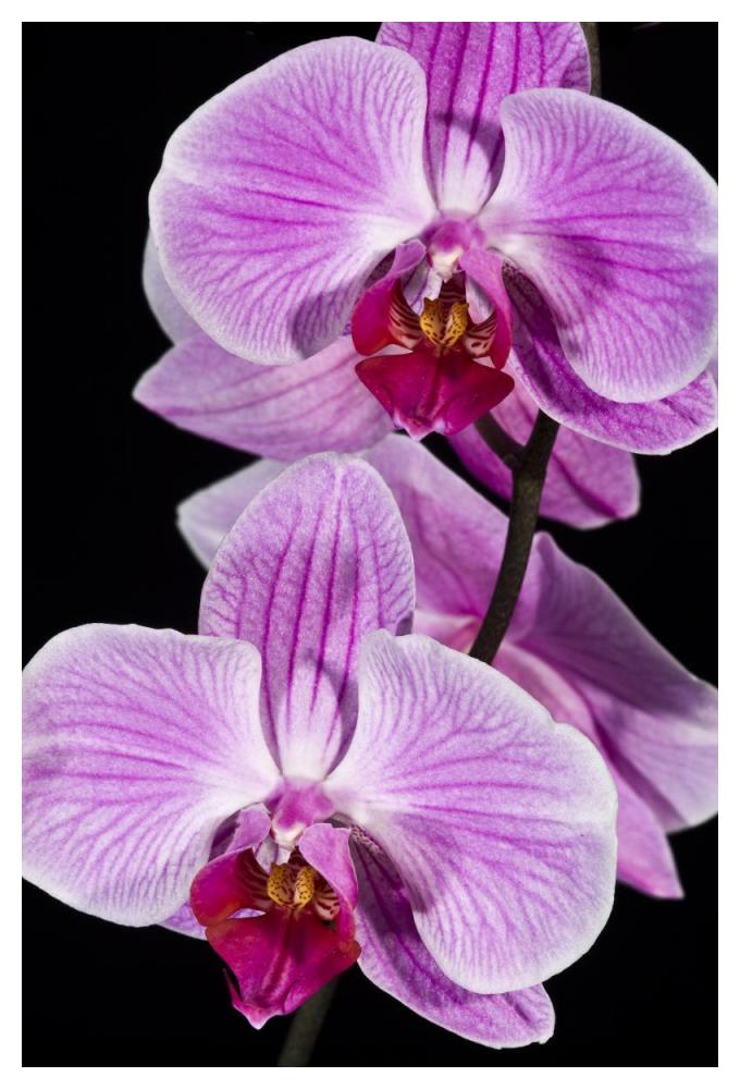 Orchid Flowering, Beveren-Waas, Belgium-Paper Art-34''X50''