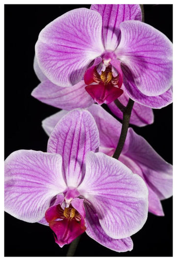 Orchid Flowering, Beveren-Waas, Belgium-Paper Art-42''X62''