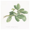 Sweet Marjoram -Paper Art-42''X42''