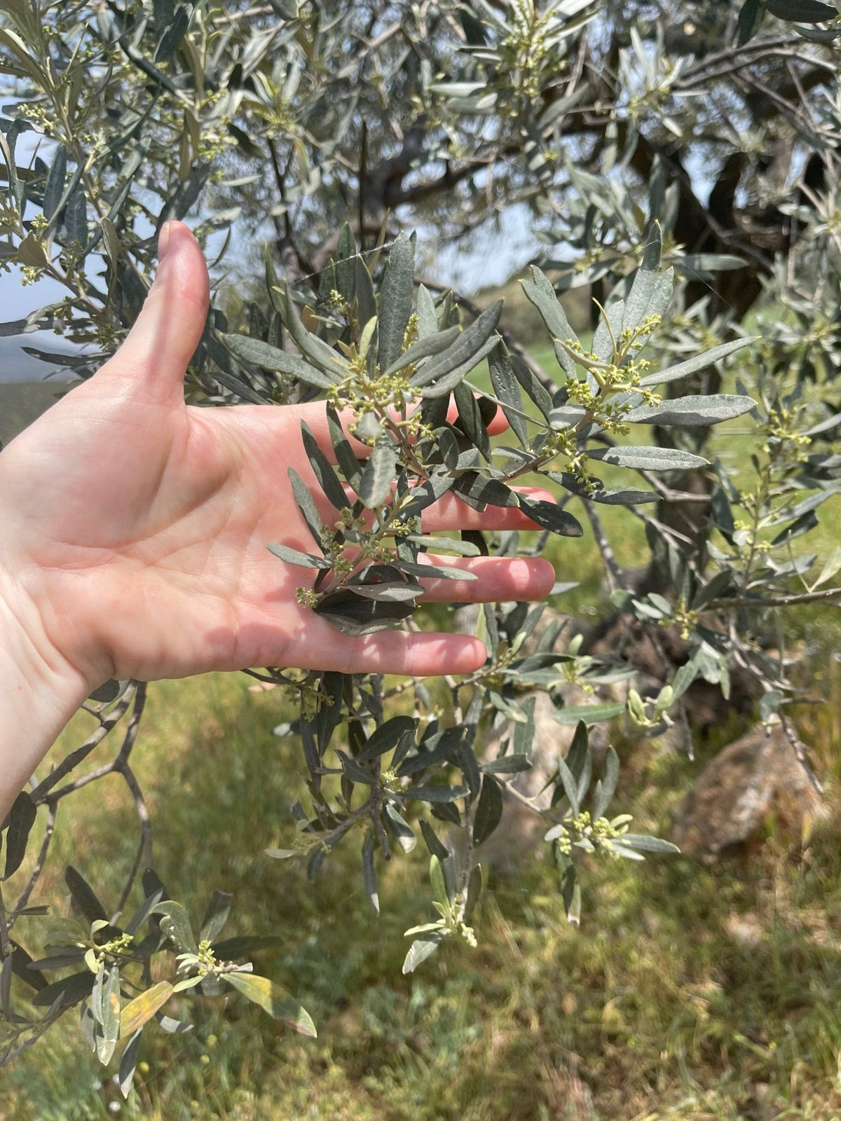 Greek Single-Estate Manaki Extra Virgin Olive Oil | PDO Certified | Kores Estate, Greece