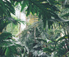 Rainforest Espresso