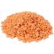 MISC Organic Red Split Lentils - 25LB Bulk Peas and Beans