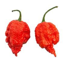 Magic Plant Dragons Breath Ground Pepper Powder - 1.2M - 2M+ SHUs, Non-GMO, Gluten Free, Kosher, Fair Trade, 8 Oz, Red