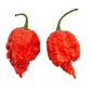 Magic Plant Dragons Breath Pepper Flakes, 8 oz, Intensely Hot Red Crushed Chili, 1.2M to 2M+ SHUs, No Additives