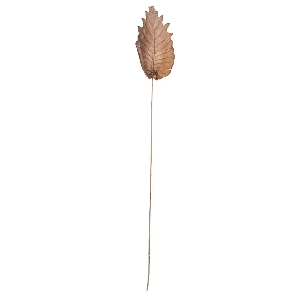 Vickerman 679081-20" Oak Leaf Natural Ting 100/Pk (H7Oal000) Dried And Preserved Pods
