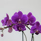 Athenas Garden Live Orchid Plant, Purple, Double Spike Phalaenopsis Blooming in Glass Container, Long Lasting, Easy Care, Model