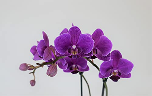Athenas Garden Live Orchid Plant, Purple, Double Spike Phalaenopsis Blooming in Glass Container, Long Lasting, Easy Care, Model