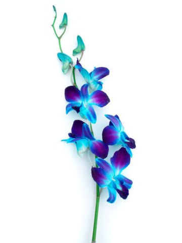 20 Blue And White Orchids With Vase