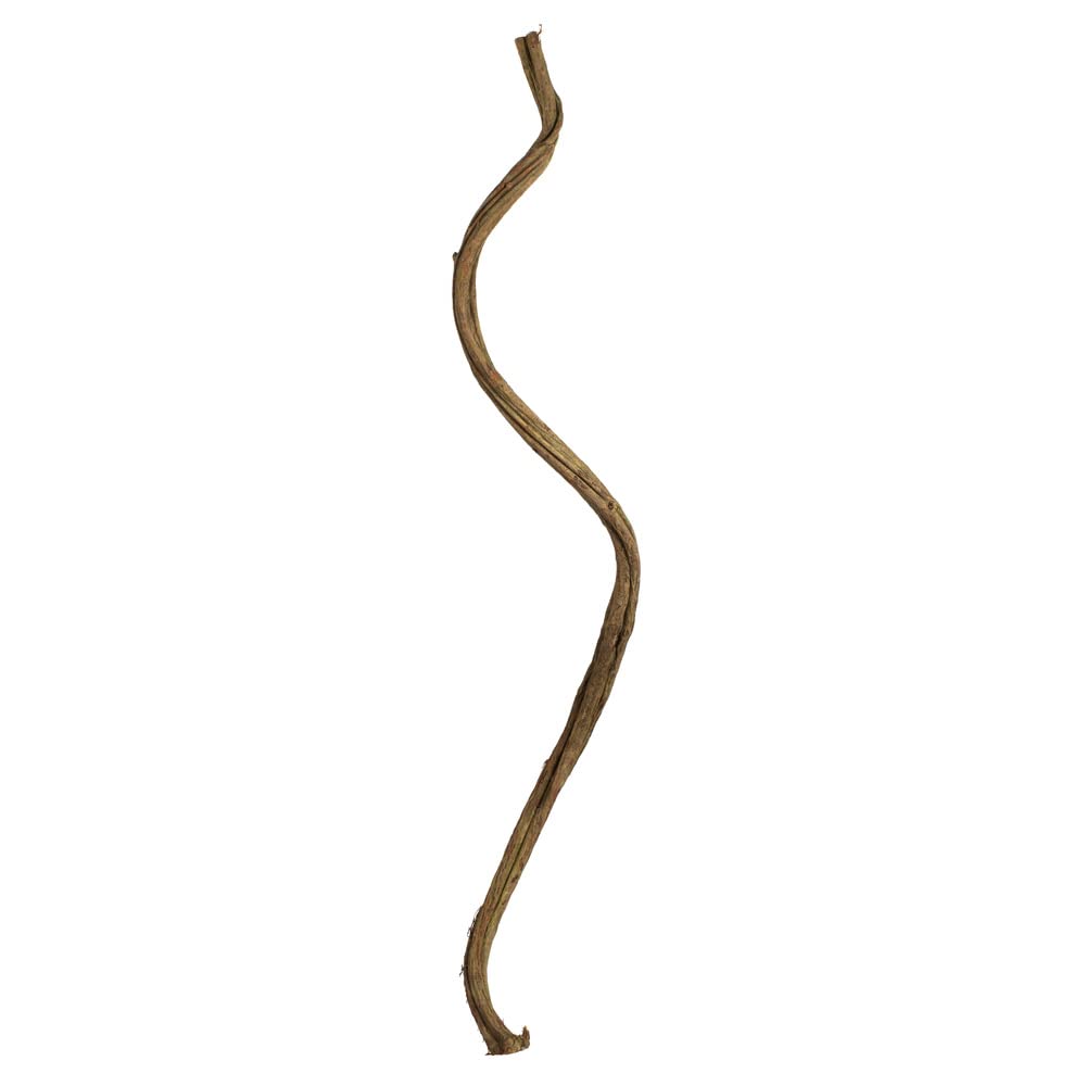 Vickerman 656631-38-45" Basil Twisted Vine - 2Pc (H2Tvx100-2) Dried And Preserved Foliage